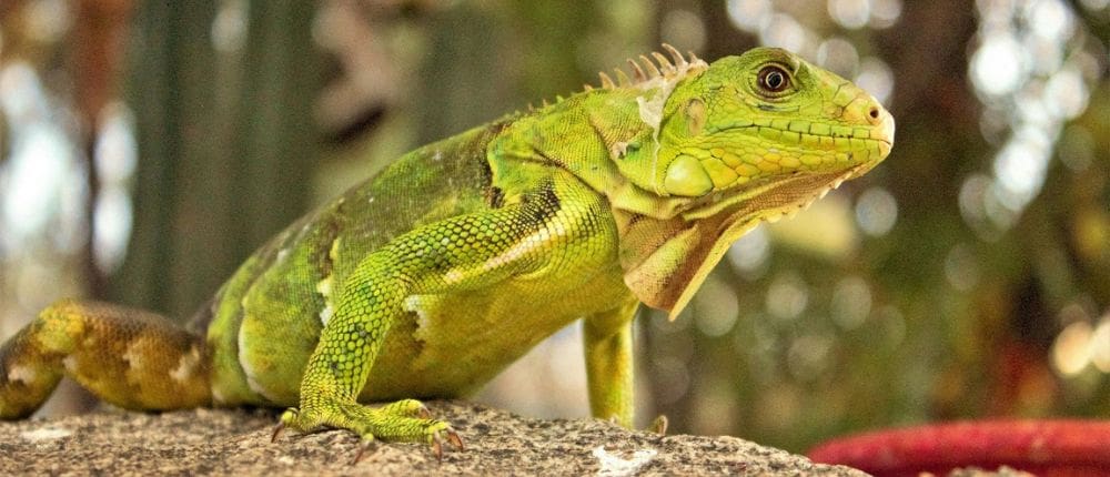 iguana puerto escondido