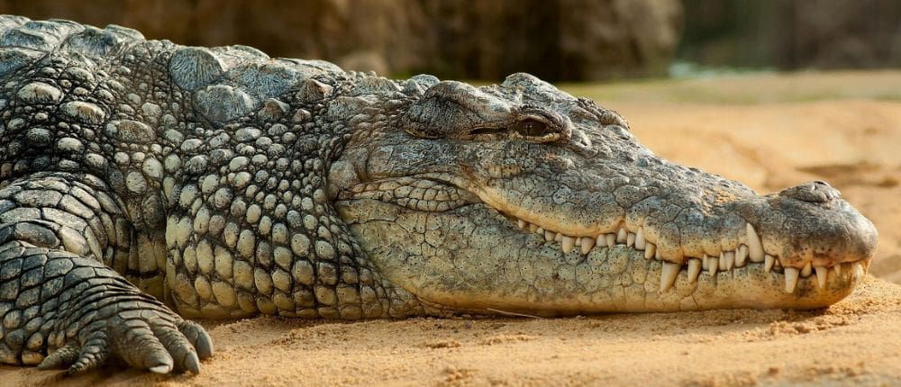 crocodile laying on the ground