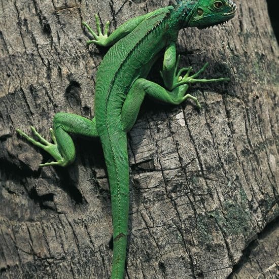 young iguana