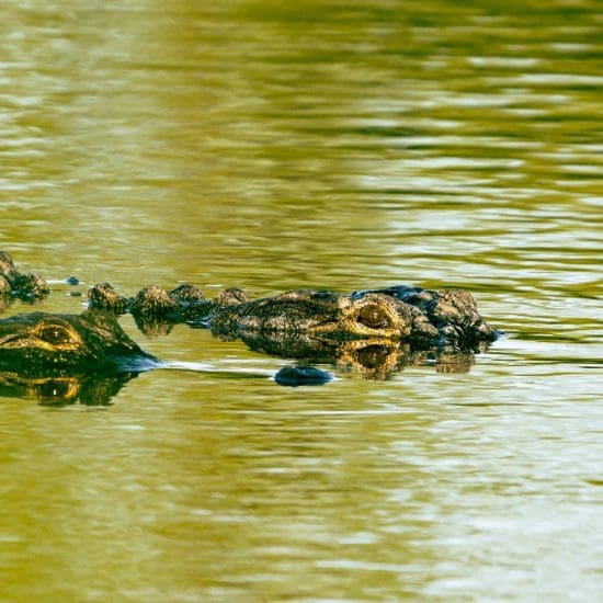 swimming crocodiles