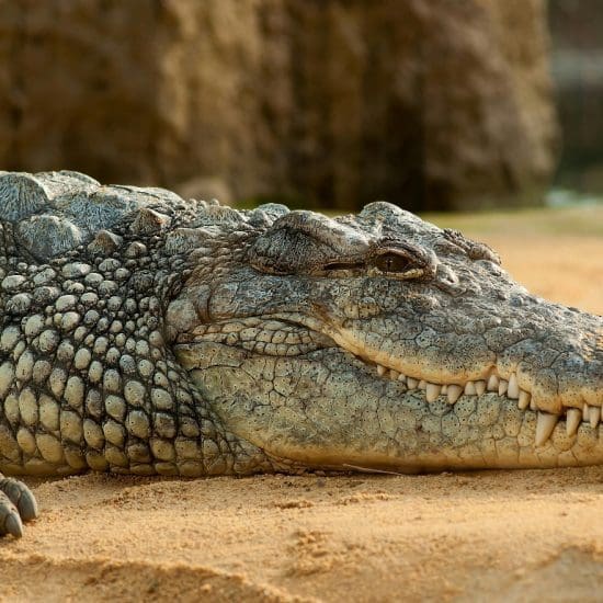 Chilling crocodile