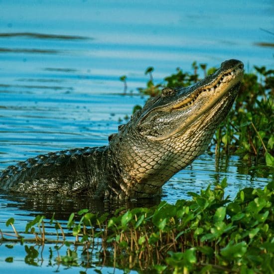 young crocodile eating