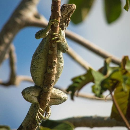 tree iguana
