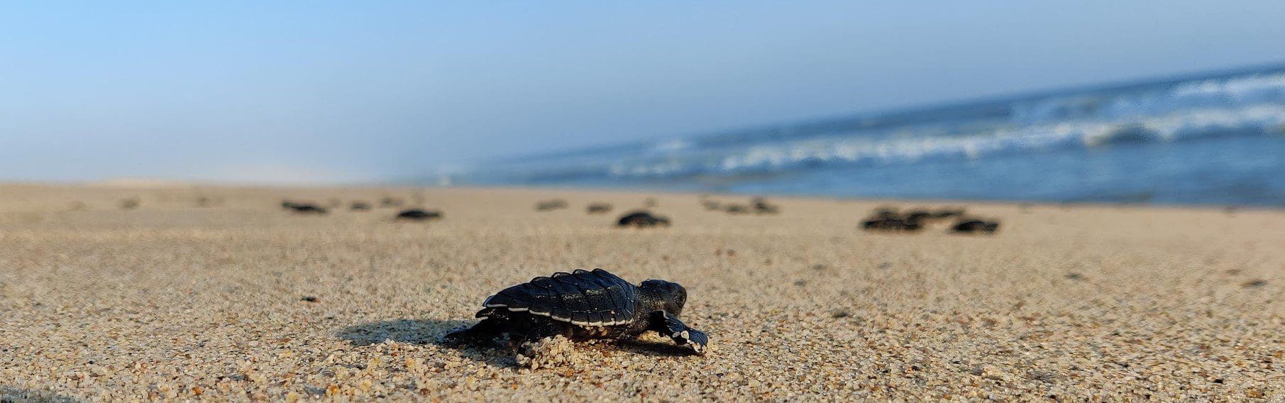Baby turtle Release on the beach