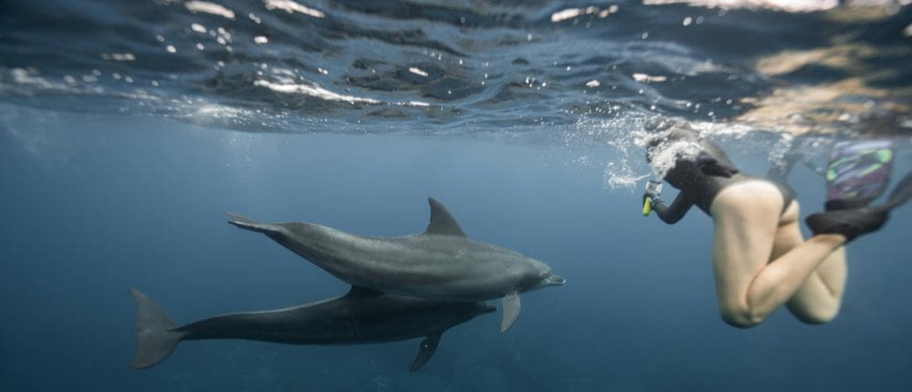 snorkeling dolphins