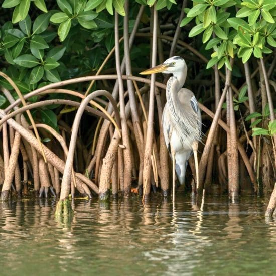 harret in the mangrove
