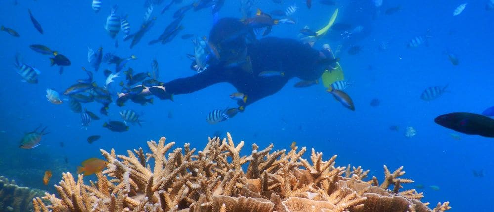 snorkeling puerto escondido