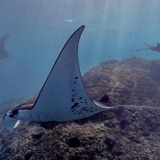 mobula rays swimming
