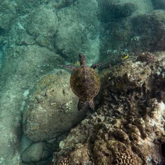 turtle swimming