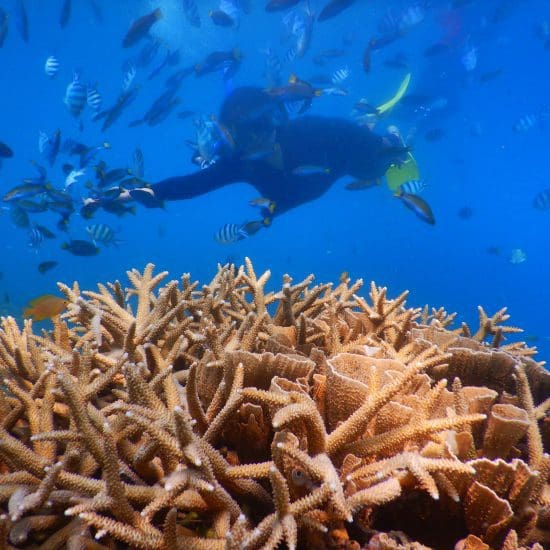 swimming with fishes