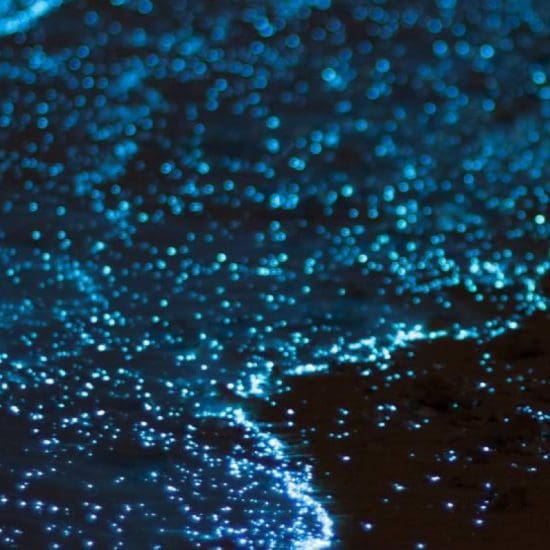 bioluminescence