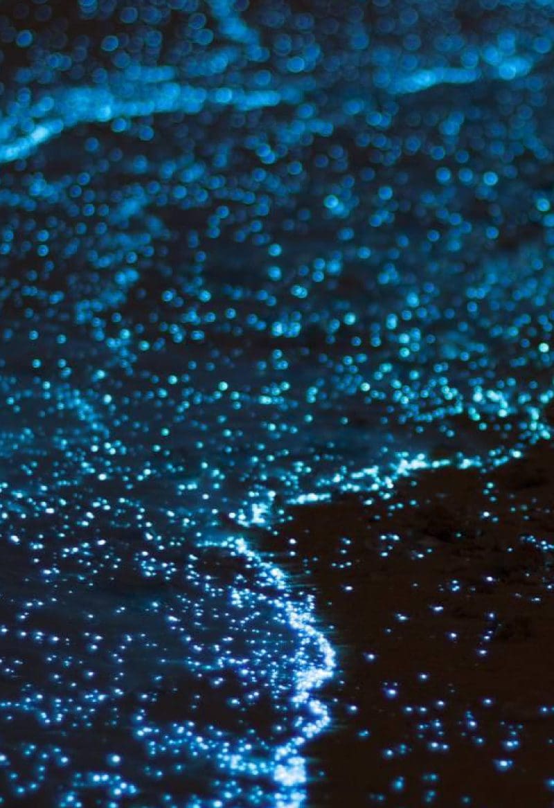 bioluminescence
