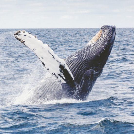 whale watching tour