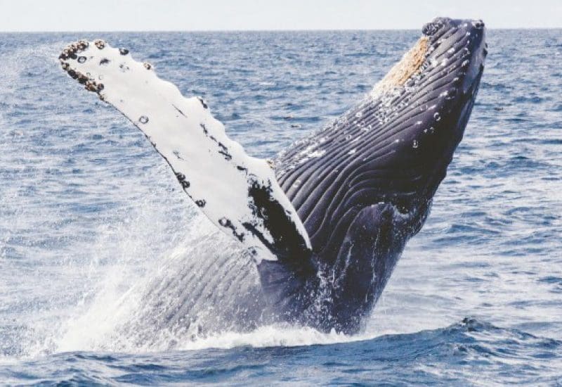 whale watching tour