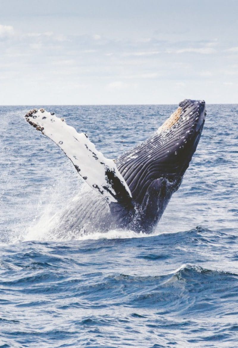 whale watching tour
