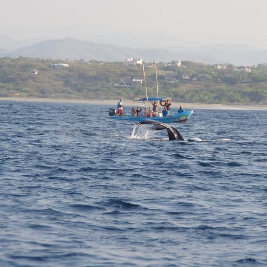 Queue de baleine et bateau a Puerto Escondido