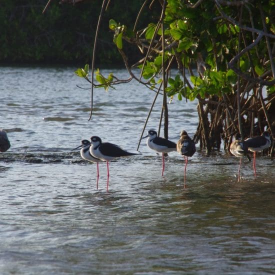 birds mangroves