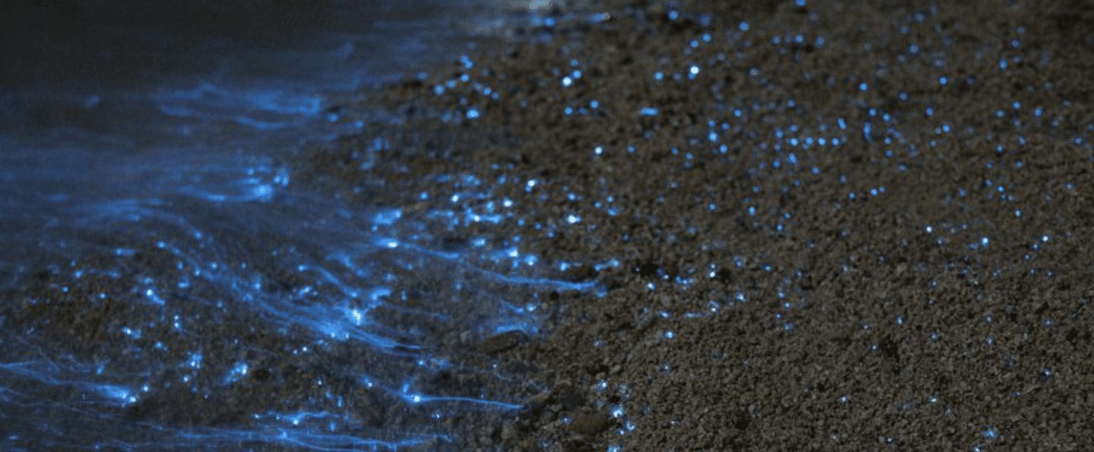 bioluminescence
