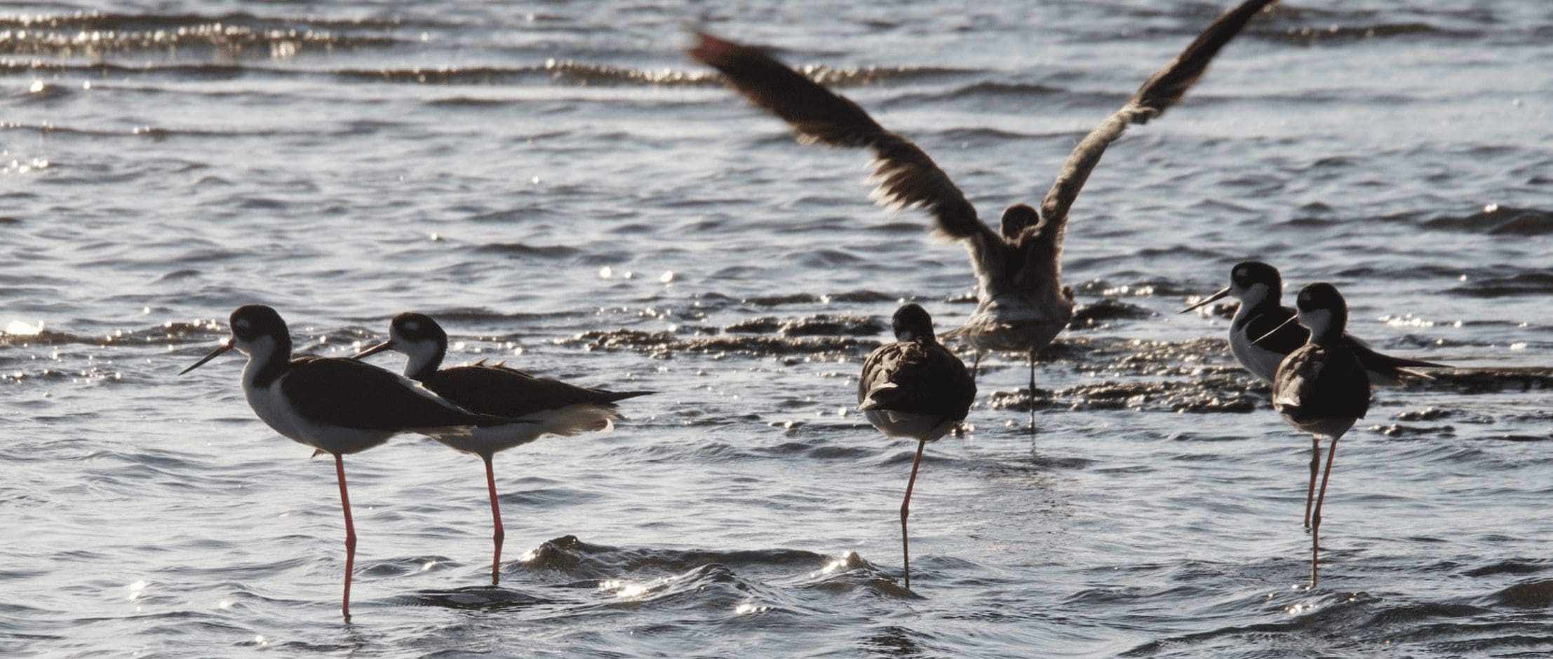 bird watching puerto escondido